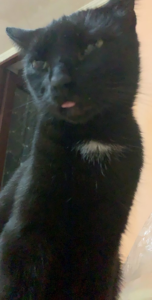 Victoria- petsitter Timișoara sau Bonă pentru animale pentru câini pisici