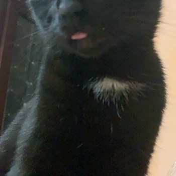 thumbnail petsitter Timișoara sau bonă pentru animale pentru câini pisici