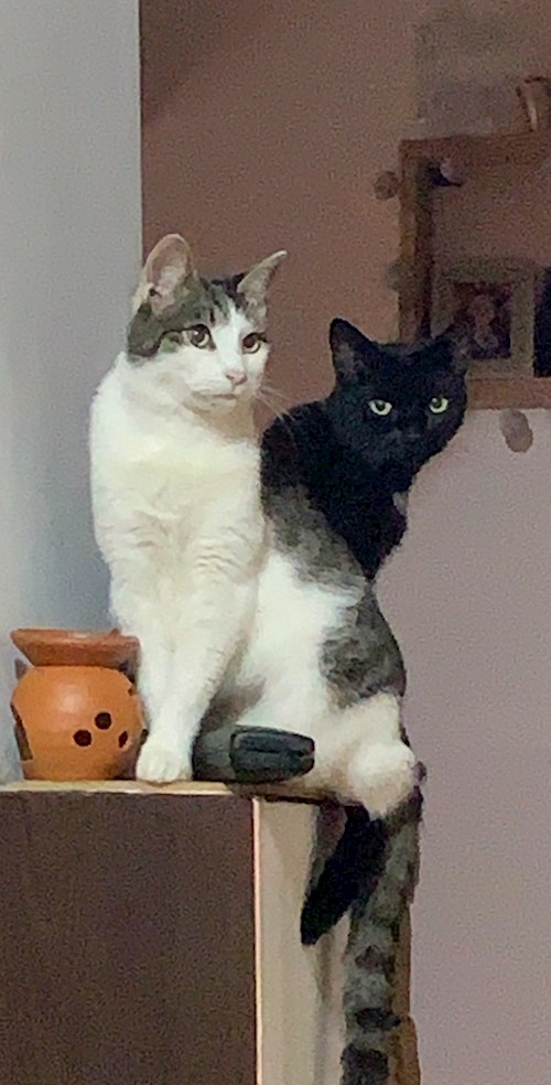 Victoria- petsitter Timișoara sau Bonă pentru animale pentru câini pisici