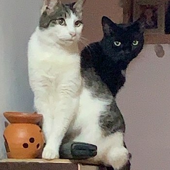 thumbnail petsitter Timișoara sau bonă pentru animale pentru câini pisici