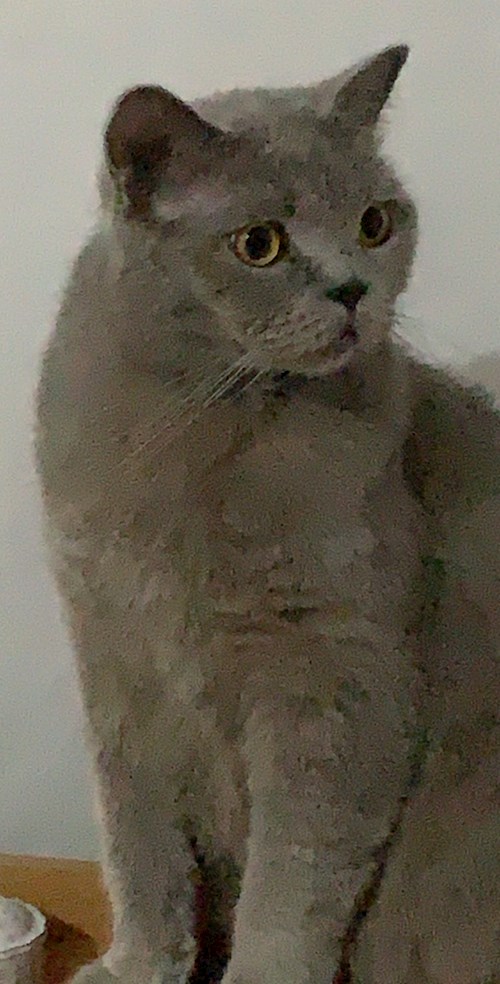 Victoria- petsitter Timișoara sau Bonă pentru animale pentru câini pisici