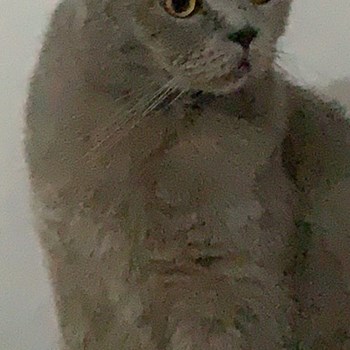 thumbnail petsitter Timișoara sau bonă pentru animale pentru câini pisici