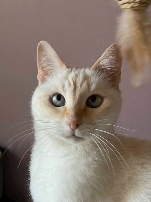 Georgiana- petsitter București sau Bonă pentru animale pentru