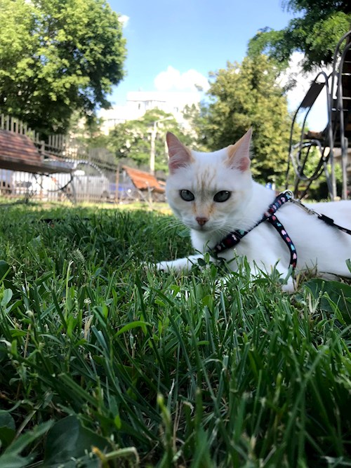 Georgiana- petsitter București sau Bonă pentru animale pentru