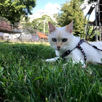 thumbnail petsitter București sau bonă pentru animale pentru