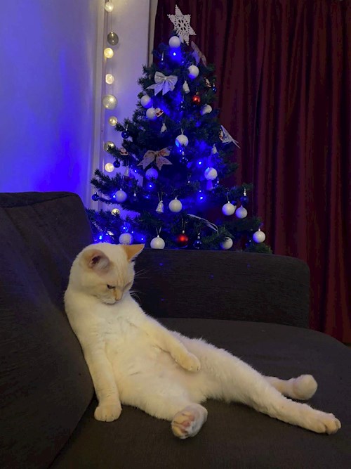 Georgiana- petsitter București sau Bonă pentru animale pentru