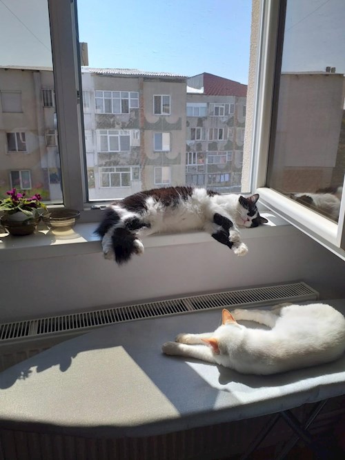 Georgiana- petsitter București sau Bonă pentru animale pentru