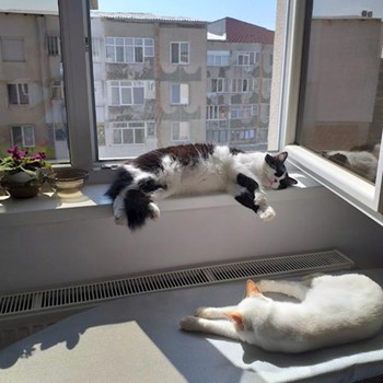 thumbnail petsitter București sau bonă pentru animale pentru