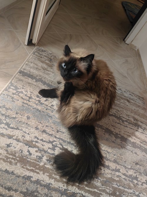 Igă- petsitter București sau Bonă pentru animale pentru câini pisici