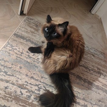 thumbnail petsitter București sau bonă pentru animale pentru câini pisici