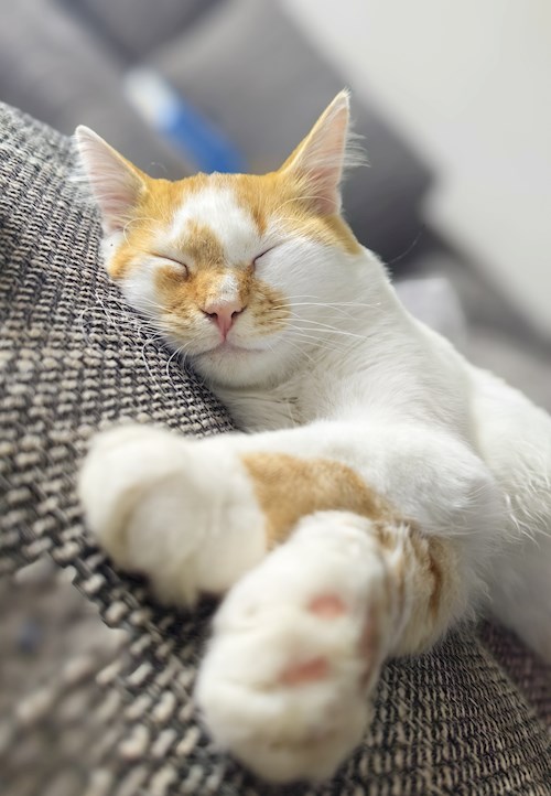 Igă- petsitter București sau Bonă pentru animale pentru câini pisici