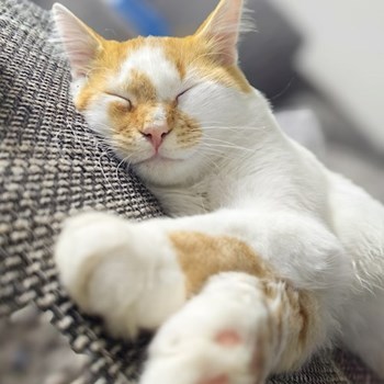 thumbnail petsitter București sau bonă pentru animale pentru câini pisici