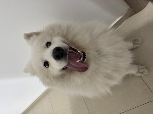 Teona- petsitter București sau Bonă pentru animale pentru câini pisici