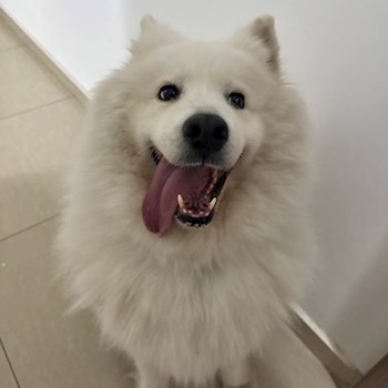 thumbnail petsitter București sau bonă pentru animale pentru câini pisici