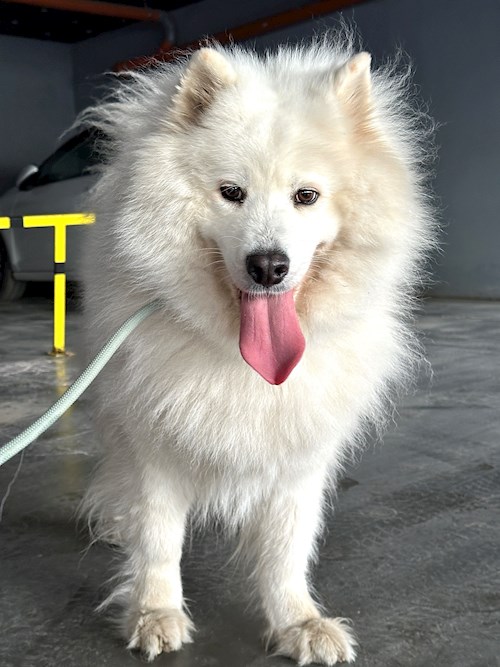 Teona- petsitter București sau Bonă pentru animale pentru câini pisici