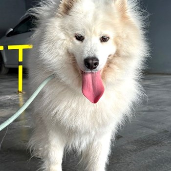 thumbnail petsitter București sau bonă pentru animale pentru câini pisici