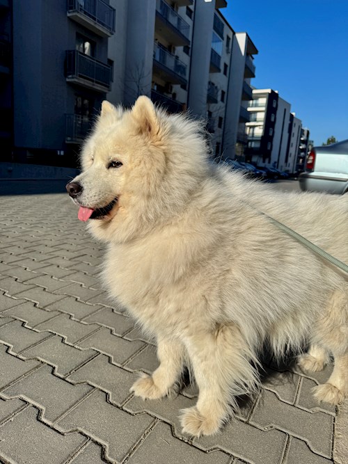 Teona- petsitter București sau Bonă pentru animale pentru câini pisici