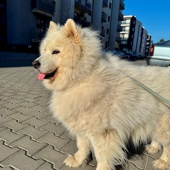 thumbnail petsitter București or pet nanny for dogs cats