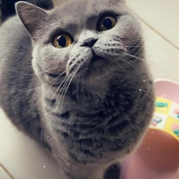 thumbnail petsitter Valea Adâncă or pet nanny for dogs cats