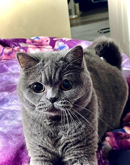 Luciana- petsitter Valea Adâncă or Pet nanny for dogs cats