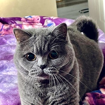 thumbnail petsitter Valea Adâncă or pet nanny for dogs cats