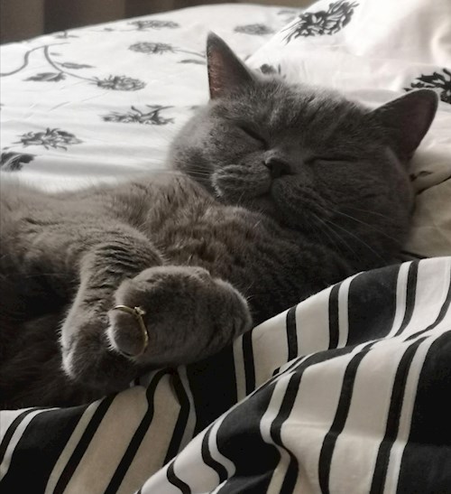 Luciana- petsitter Valea Adâncă or Pet nanny for dogs cats