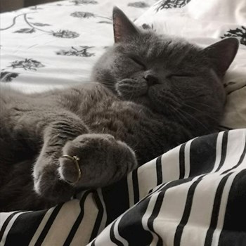 thumbnail petsitter Valea Adâncă or pet nanny for dogs cats