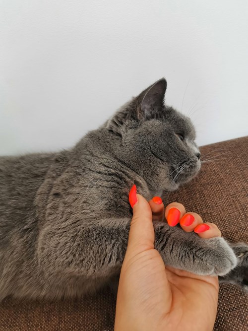 Luciana- petsitter Valea Adâncă or Pet nanny for dogs cats