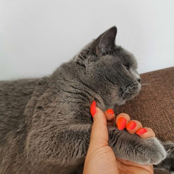 thumbnail petsitter Valea Adâncă or pet nanny for dogs cats