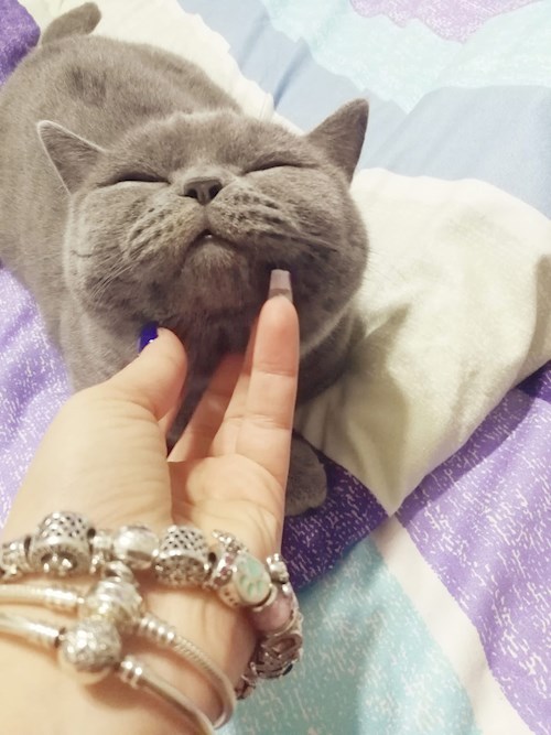 Luciana- petsitter Valea Adâncă or Pet nanny for dogs cats