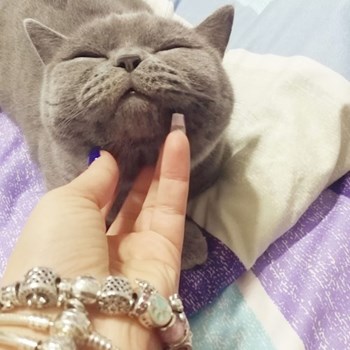 thumbnail petsitter Valea Adâncă or pet nanny for dogs cats