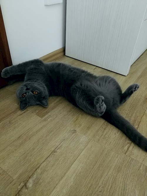 Luciana- petsitter Valea Adâncă or Pet nanny for dogs cats