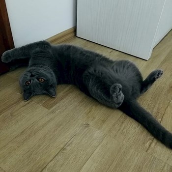 thumbnail petsitter Valea Adâncă or pet nanny for dogs cats