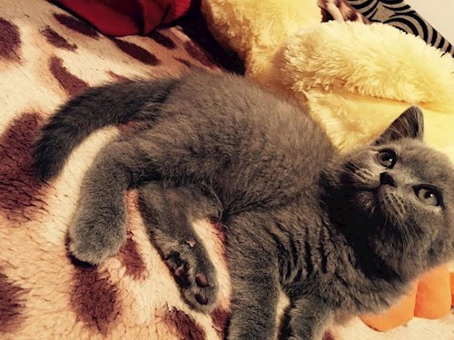 Luciana- petsitter Valea Adâncă or Pet nanny for dogs cats