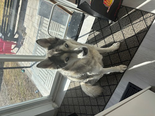 Beáta- petsitter Târgu Mureș sau Bonă pentru animale pentru câini