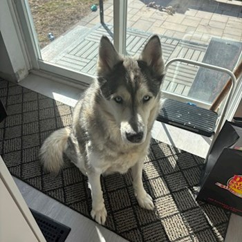 thumbnail petsitter Târgu Mureș sau bonă pentru animale pentru câini