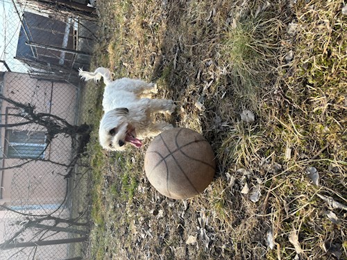 Beáta- petsitter Târgu Mureș sau Bonă pentru animale pentru câini