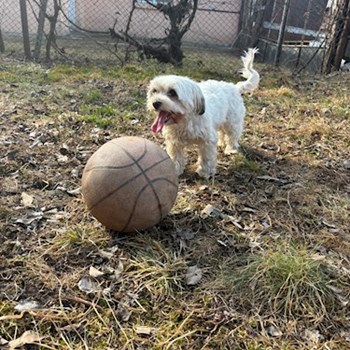 thumbnail petsitter Târgu Mureș sau bonă pentru animale pentru câini