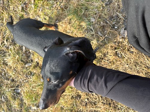 Beáta- petsitter Târgu Mureș sau Bonă pentru animale pentru câini