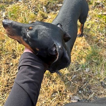 thumbnail petsitter Târgu Mureș sau bonă pentru animale pentru câini