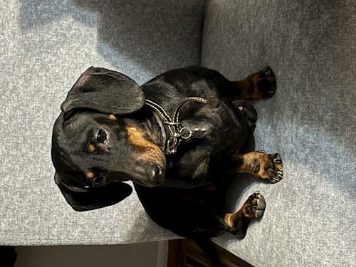 Beáta- petsitter Târgu Mureș sau Bonă pentru animale pentru câini