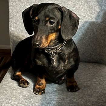 thumbnail petsitter Târgu Mureș sau bonă pentru animale pentru câini