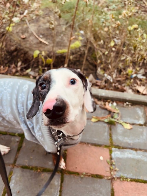 Beáta- petsitter Târgu Mureș sau Bonă pentru animale pentru câini