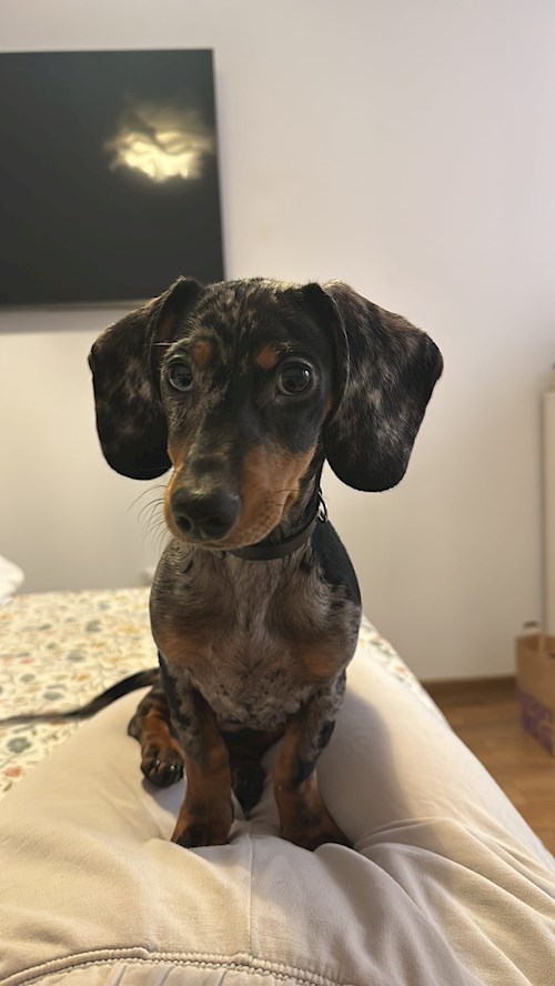 Beáta- petsitter Târgu Mureș sau Bonă pentru animale pentru câini