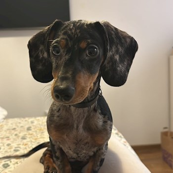 thumbnail petsitter Târgu Mureș sau bonă pentru animale pentru câini