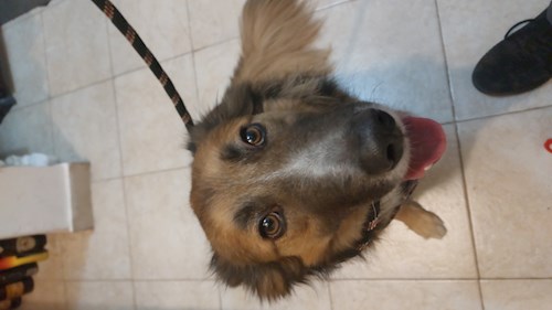 Remus- petsitter București or Pet nanny for dogs cats