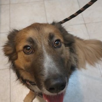 thumbnail petsitter București or pet nanny for dogs cats