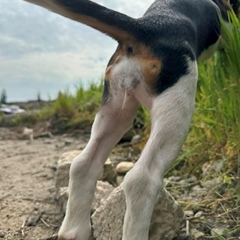 thumbnail petsitter Oradea sau bonă pentru animale pentru câini pisici