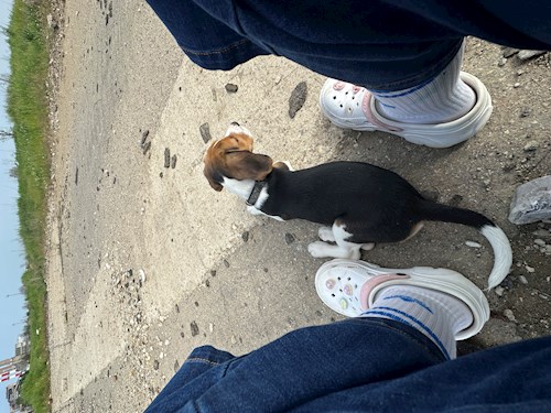 Iasmina- petsitter Oradea sau Bonă pentru animale pentru câini pisici