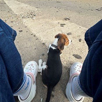 thumbnail petsitter Oradea sau bonă pentru animale pentru câini pisici